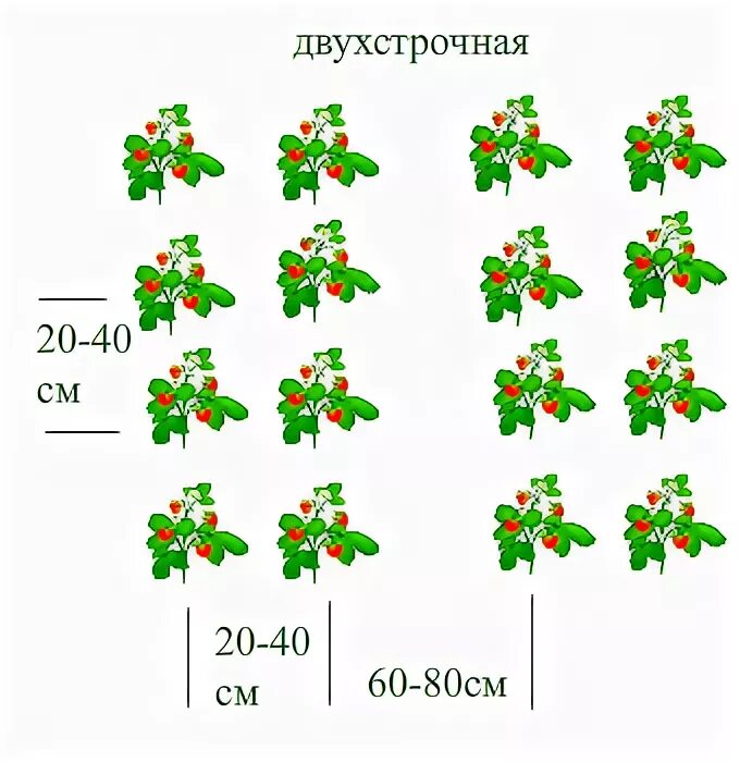 Посадка клубники расстояние между кустами и рядами. Схема посадки клубники двухстрочный. Двухрядная схема посадки клубники. Клубника схема посадки двухстрочная. Посадка земляники схема посадки.