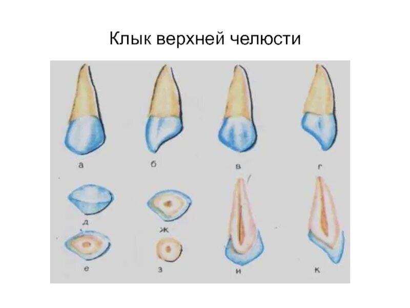 Клык сверху зубов. Апроксимальная поверхность клыка верхней челюсти. Анатомия зуба клык верхней челюсти. Ыерхний клыки анатомия зуба. Клык верхней челюсти правый.