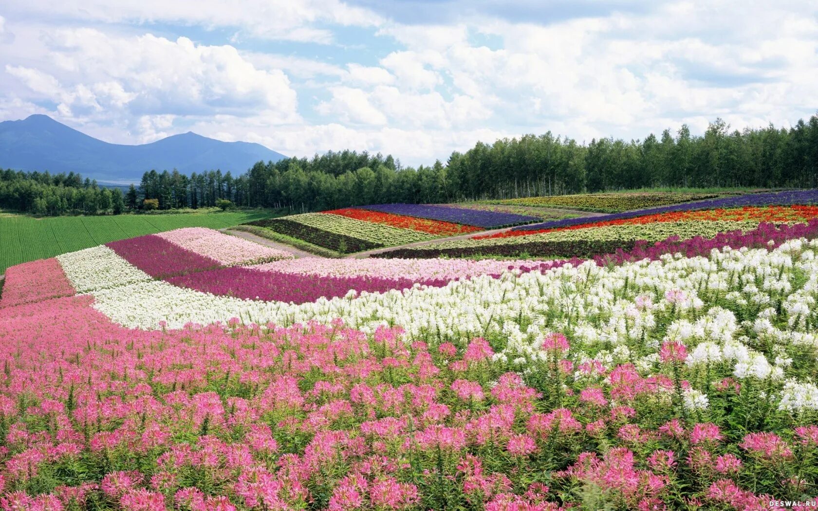 красивые цветочные поля. цветочное поле. дорога через цветущее поле. фотографии полей цветов. поле цветов.