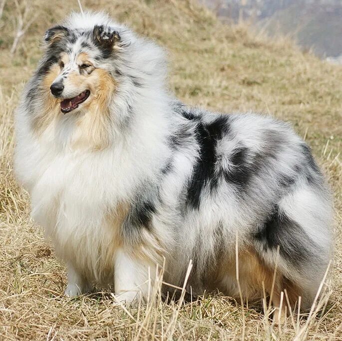 Колли мраморная. Колли мраморного окраса. Метис колли. Колли мраморного окраса. Колли мраморного окраса.