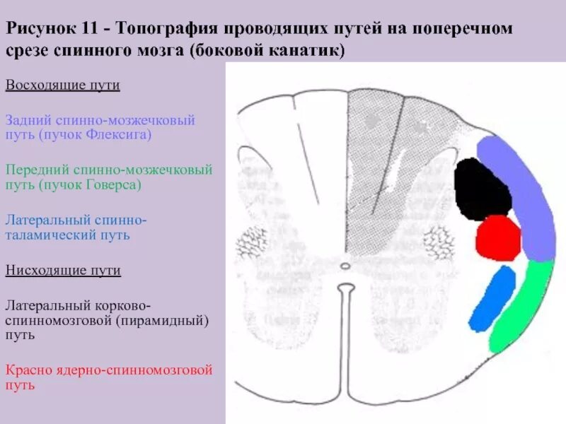 Спинно мозжечковый. Латеральный спинно-таламический путь функции. Передний спинно-мозжечковый путь Флексига. Поперечный срез спинного мозга проводящие пути. Средний мозг топография проводящих путей.