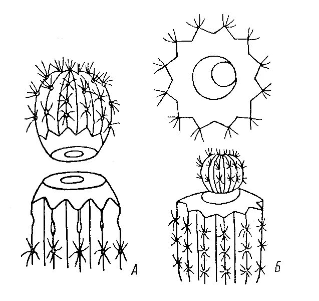 Кактус опунция размножение. Камбиальное кольцо у кактуса. Опунция одноколючковая кактус. Кактусовые кактусы. Как развивается кактус.