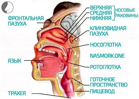 Как устроен носоглотка