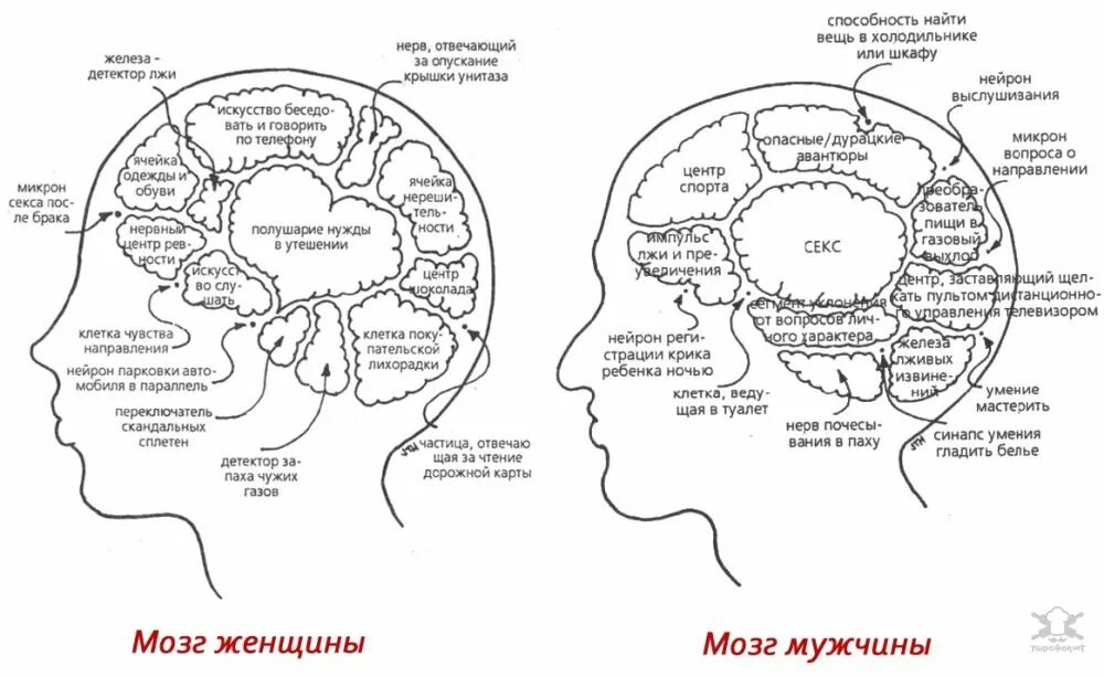 Мозг мужчины и женщины различия. Мозг мужчины и мозг женщины. Мужской и женский мозг.