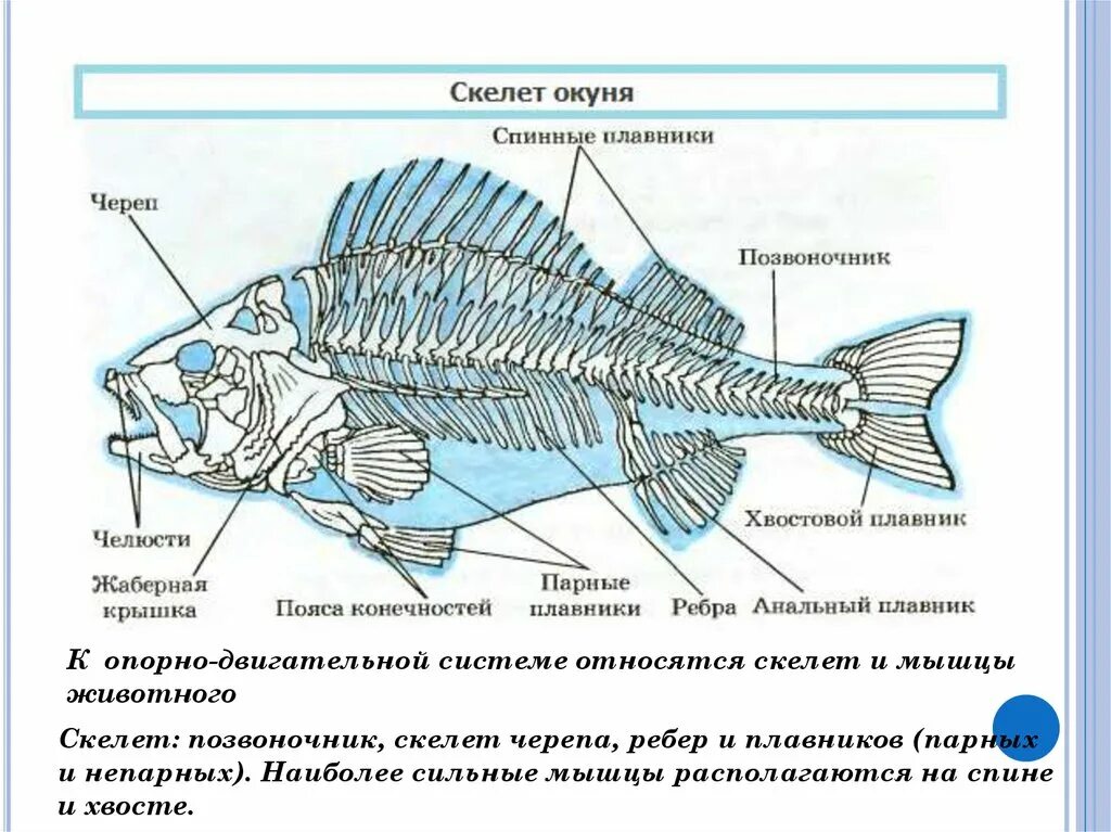 Строение скелета костистой рыбы. Внутреннее строение рыб опорно двигательная система. Внутреннее строение рыбы скелет. Опорно двигательная система рыб 7 класс. Внутреннее строение карася