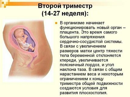 Десна во время беременности
