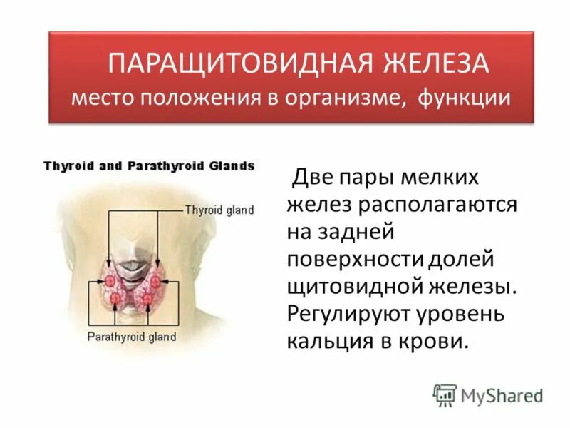 Строение и роль в организме паращитовидных желез. Гормоны паращитовидных желез биологическая роль. Щитовидная и околощитовидные железы.