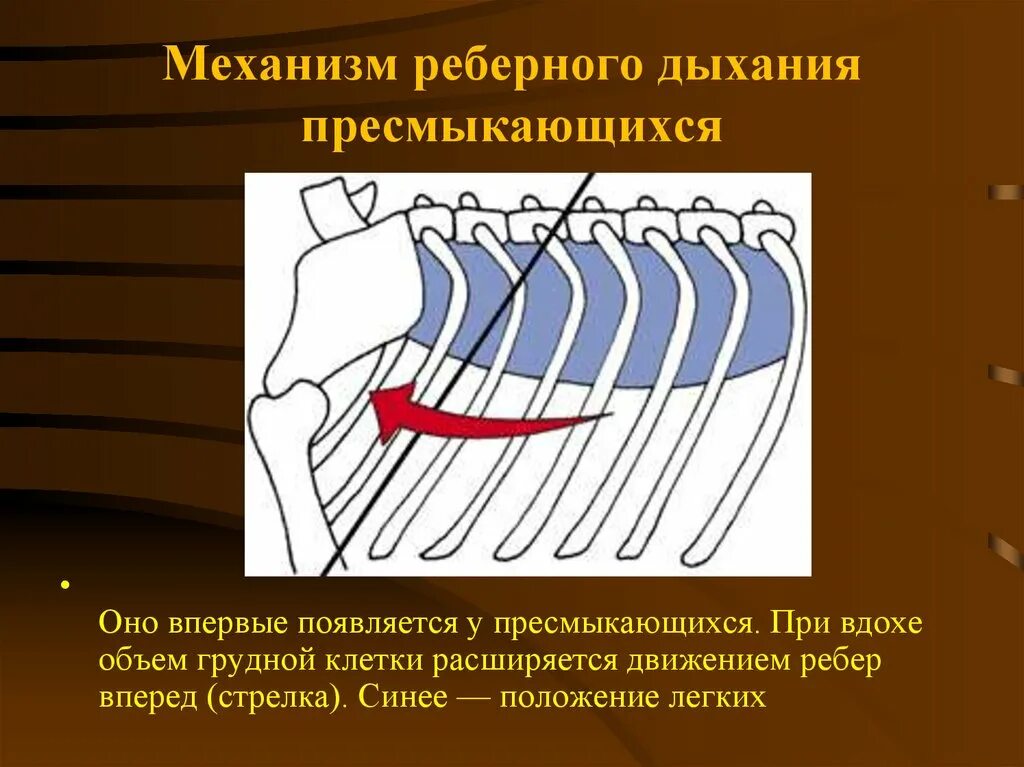 Механизм дыхания пресмыкающихся. Механизм реберного дыхания рептилий. Механизм дыхательных движений у пресмыкающихся. Механизм дыхательных движений у рептилий. Дыхание с помощью легких впервые появляется у