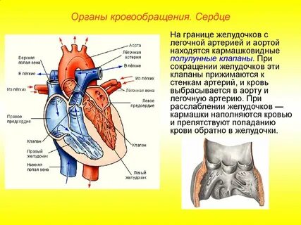 Между желудочками и артериями