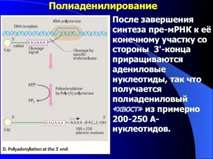 Адениловому нуклеотиду комплементарен