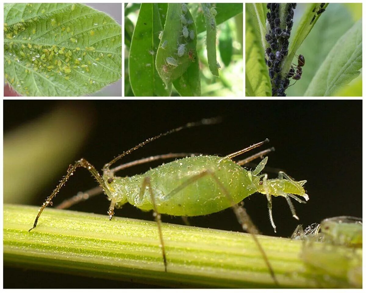 Тля вредитель растений. Brevicoryne brassicae. Равнокрылые тля. Насекомые вредители тля.