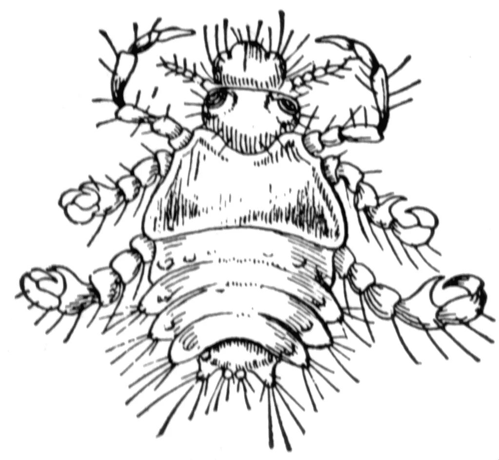 Рисунок вша. Рисунок вша. Вша человеческая рисунок. Вошь рисунок. Строение головной вши.