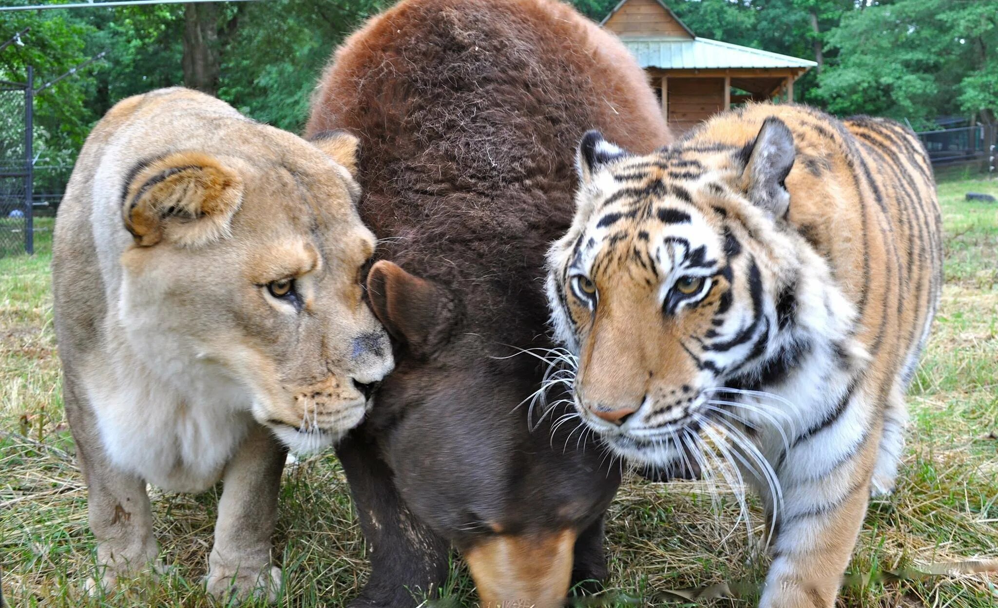 Про лев тигра. Тигр и тигрица. И Лев левица. Львица Лев тигр. Лион Тигер. Тигр и медведь.