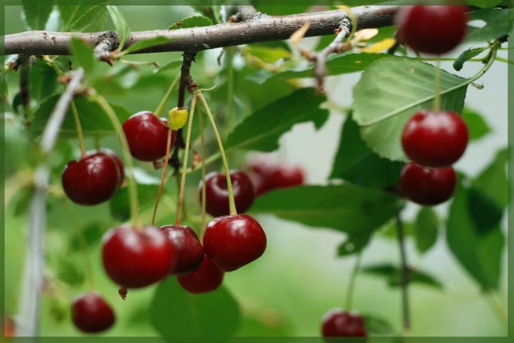 В королев песня вишня в саду. В королев песня вишня в саду. Вишня в саду. Вишневый сад с вишнями. Поспели вишни в саду.