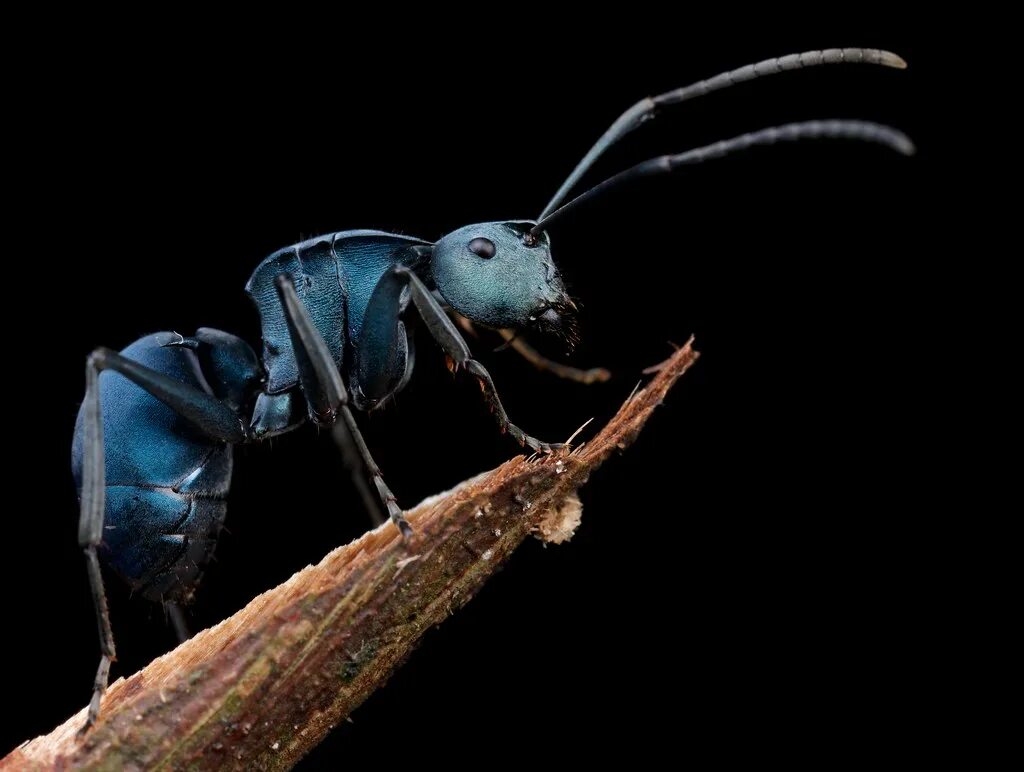 Синий муравей. Синий муравей. Синий муравей насекомое. Blue ant. Синий муравей насекомое.