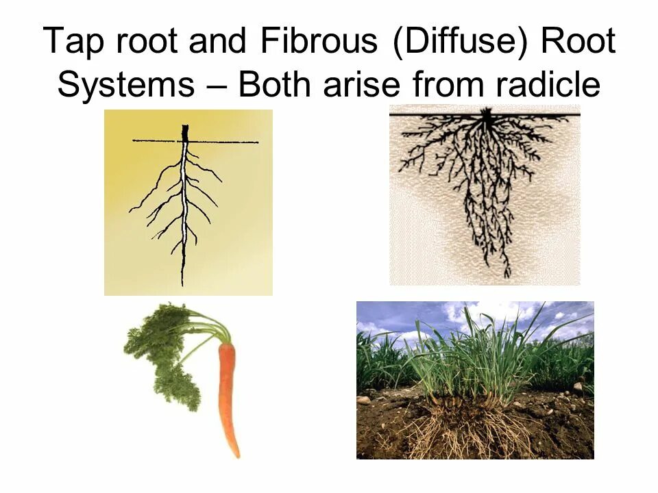 Fibrous root. Taproot root. Fibrous and Taproot roots. Tap root and fibrous root.