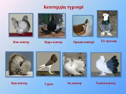 Анальды мастурбацияға арналған құралдар