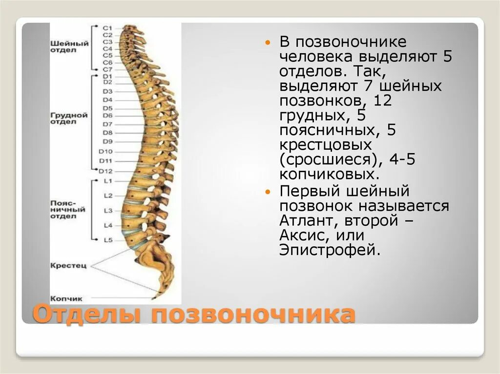 Спина отдела позвоночника