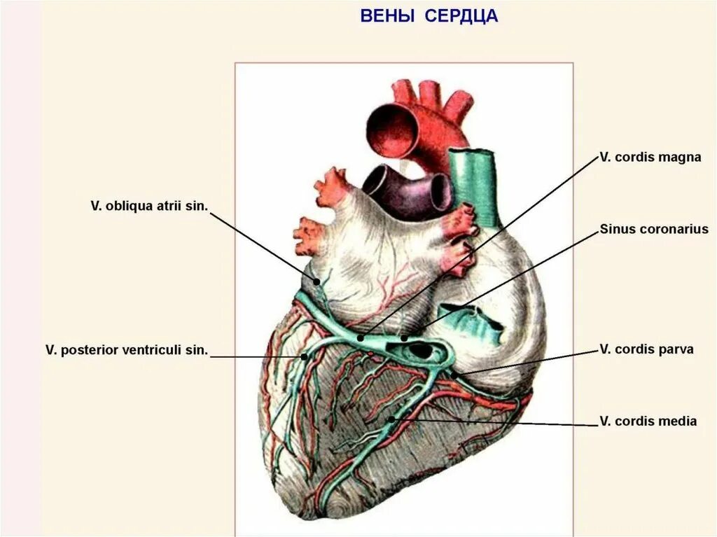 Венечный синус сердца располагается. Вены системы венечного синуса сердца. Строение сердца венечный синус. Система венечного синуса анатомия.