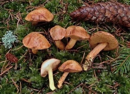 Грибы внешний вид