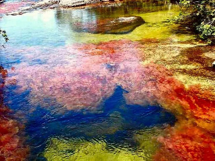 Каньо кристалес (caño cristales). Разноцветная река каньо-кристалес. Цветные реки. Разноцветными реками. Река каньо кристалес.