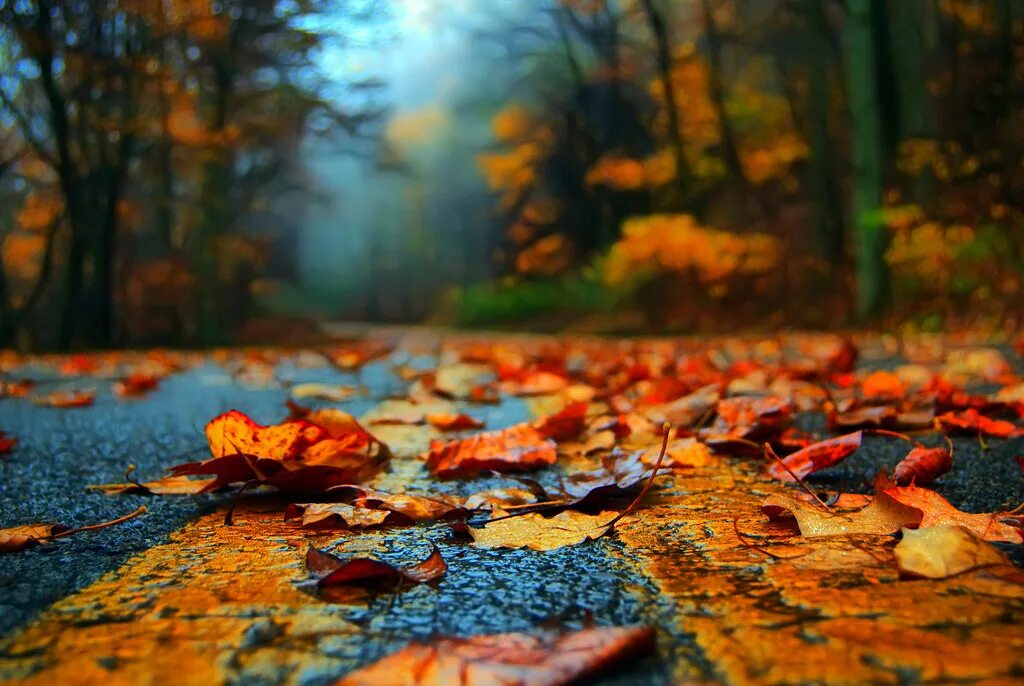 Autumn comes autumn leaves. Autumn comes autumn leaves. Красивые листья клена. Autumn comes autumn leaves. Фон осенний столешница.