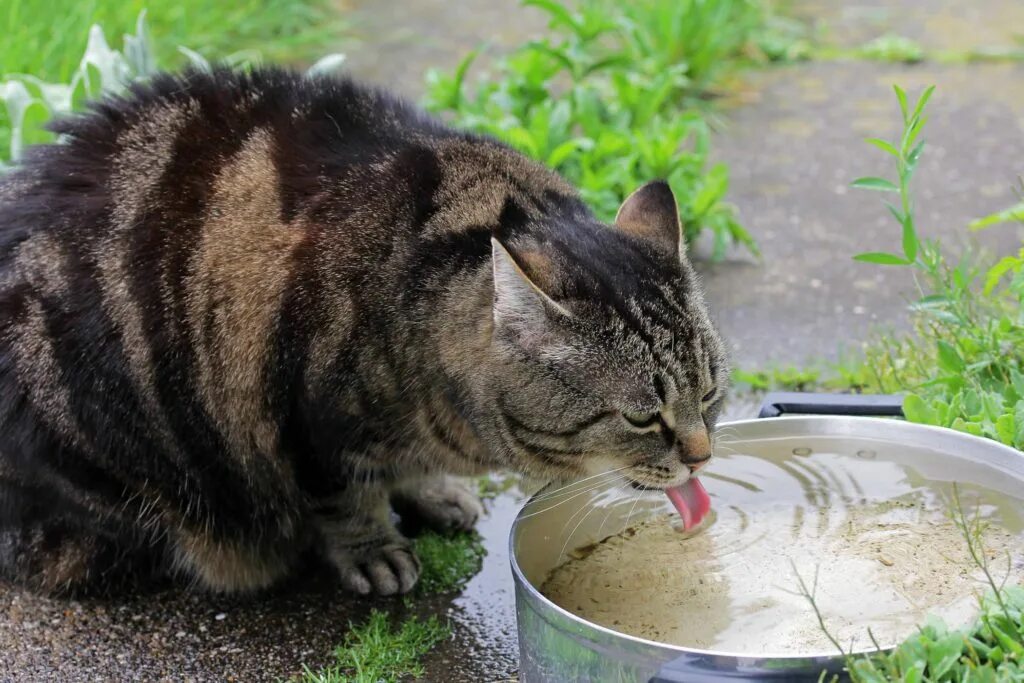 Кошка пьет. Кот пьет воду. Кошка пьет воду из миски. Кошки в жару. Много пью и часто мочусь