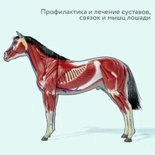 Связка лошадей