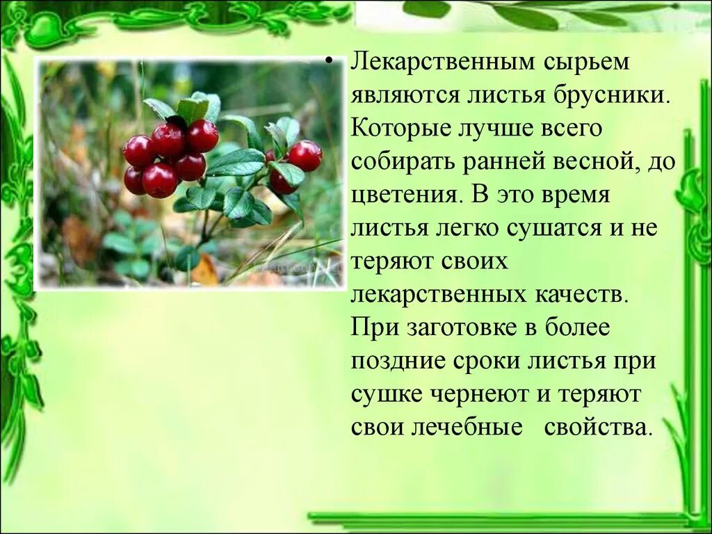 Лечебные свойства брусники. Лекарственные растения ягоды. Брусника лекарственное растение. Ягоды и листья брусники. Брусника обыкновенная лекарственное растение.