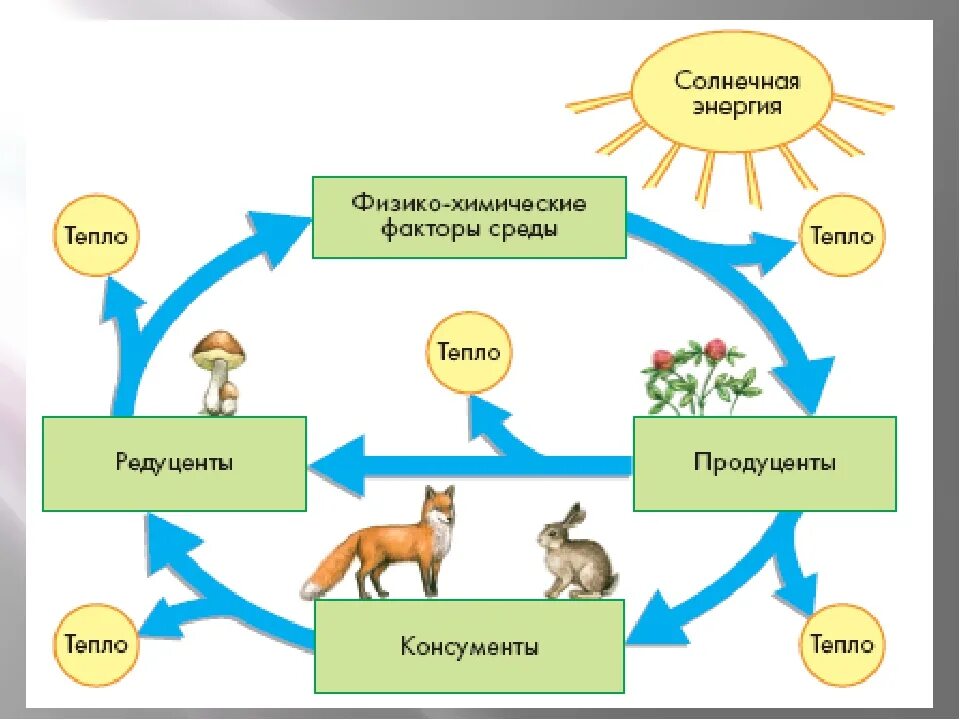 Живые организмы физико химические. Круговорот веществ в природе. Биологический круговорот.. Схема круговорота энергии и вещества в экосистеме. Круговорот веществ и поток энергии в экосистеме 9 класс. Схема кругоаорота вещества в экостстемах.