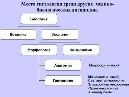 Морфология анатомия физиология систематика палеонтология