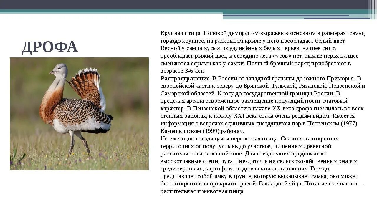 Сообщение о животном дрофа. Дрофа доклад. дрофа в красной книге описание.