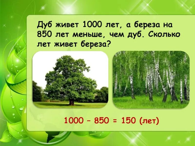 Сколько тысяч живет. Дуб живет 1000 лет а береза. Сколько живет береза. Сколько лет живет береза. Березка сколько лет живет.