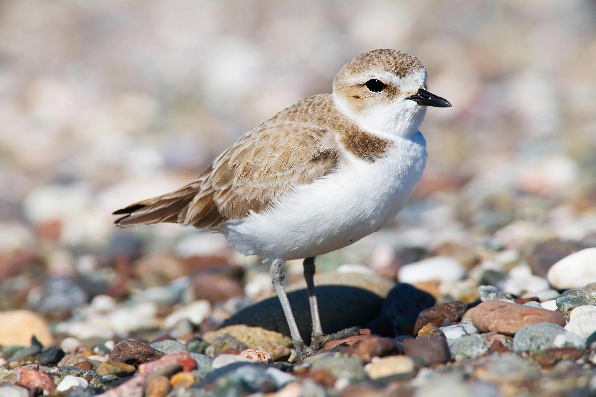 Морской зуек Charadrius alexandrinus. Кулик зуёк морской птица. Американская бурокрылая ржанка. Зуек Вильсона. Маленькая угрожала