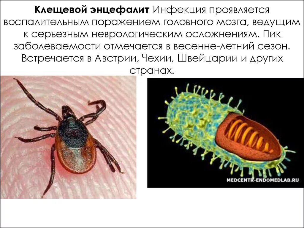 Клещи клещевой энцефалит строение. Клещевой энцефалит это вирусное заболевание. Клещевой энцефалит вызывается вирусом. Вирус клещевого энцефалита строение. Можно ли заболеть энцефалитом