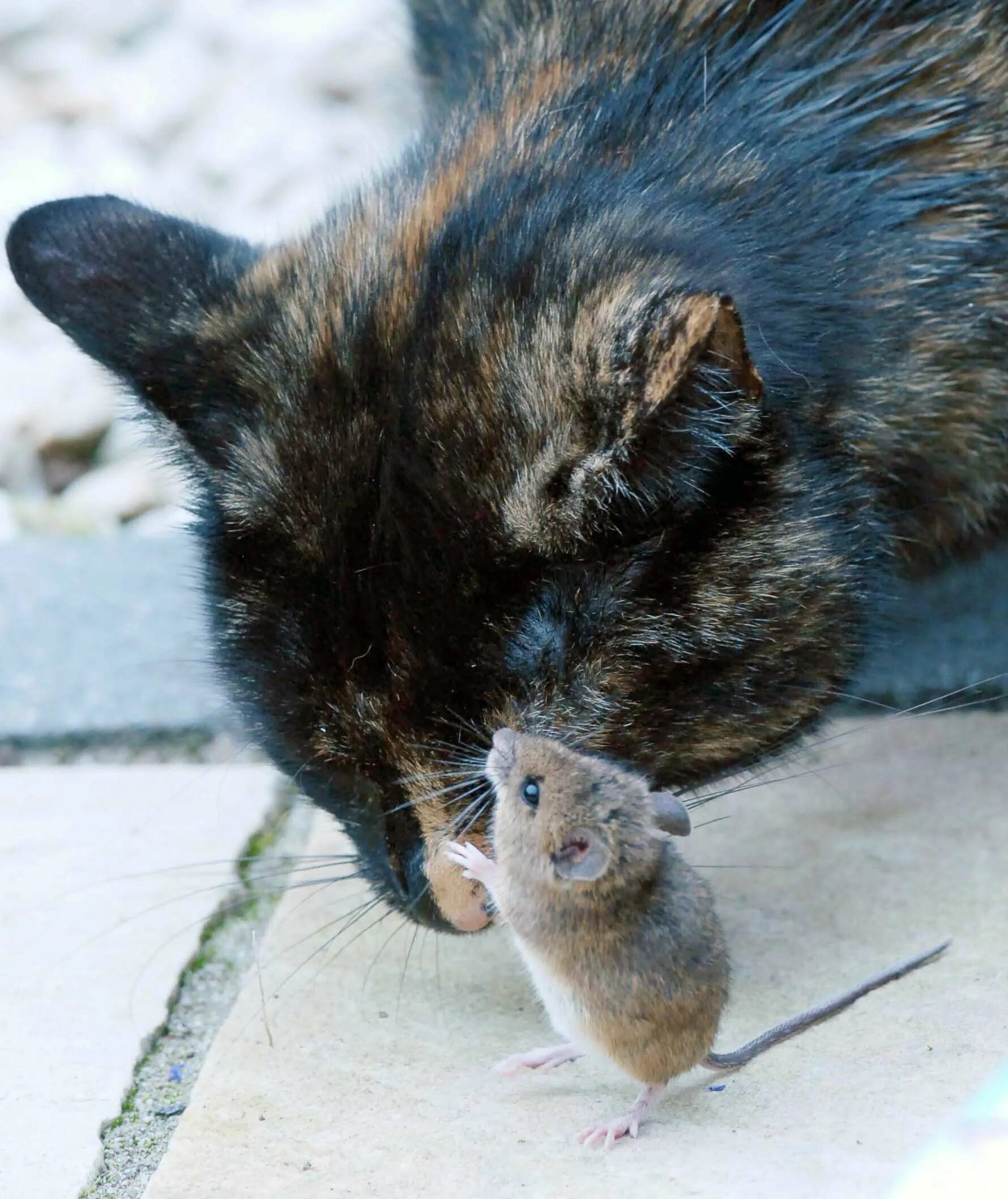 Котенок мышь. Кот и мыши. Кошки-мышки. Котенок с мышкой. Кошка мошка.