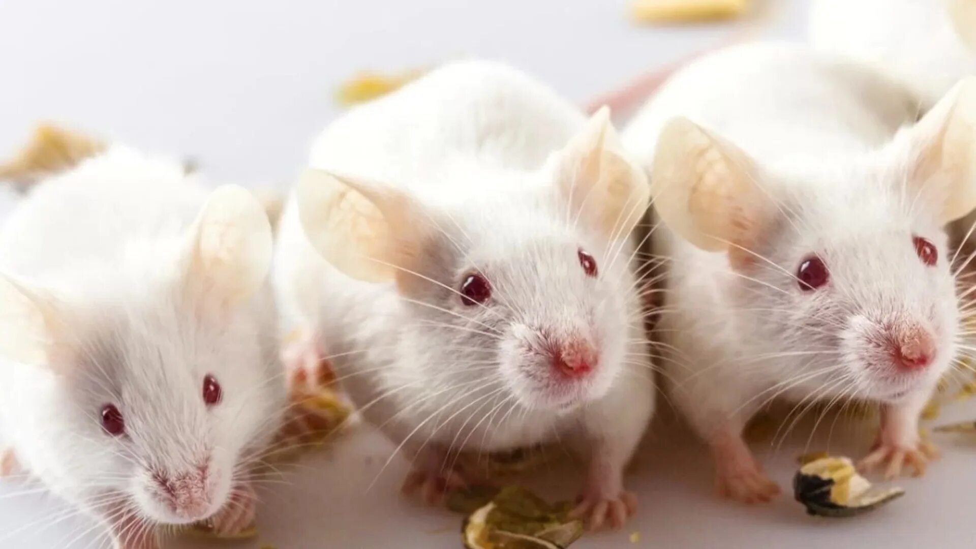 Домашние белые мыши. Сиамские крысята Дамбо. Белая мышь. Лабораторные мыши. Белая крыса.