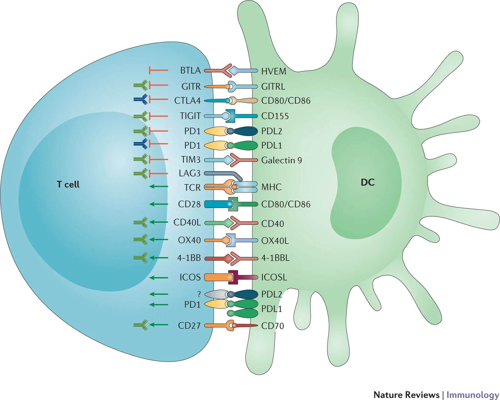 Cd 86