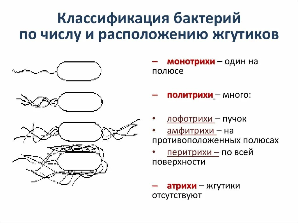 6 групп бактерий. Схема классификация бактерий микробиология. Микробиология схема с бактериями. Монотрихи амфитрихи. Классификация микроорганизмов микробиология.