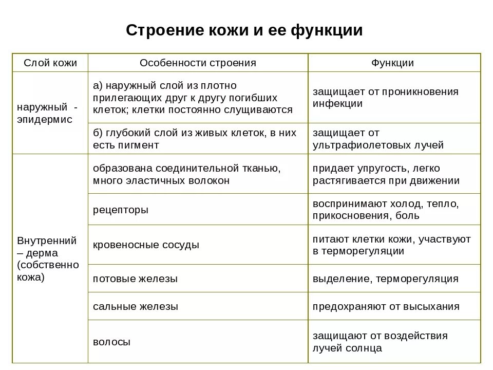 Покровы тела выполняют функции. Таблица кожа слои кожи особенности строения функции. Таблица кожа слои кожи строение функции. Строение кожи слой строение функции таблица. Таблица слой кожи особенности строения функции.