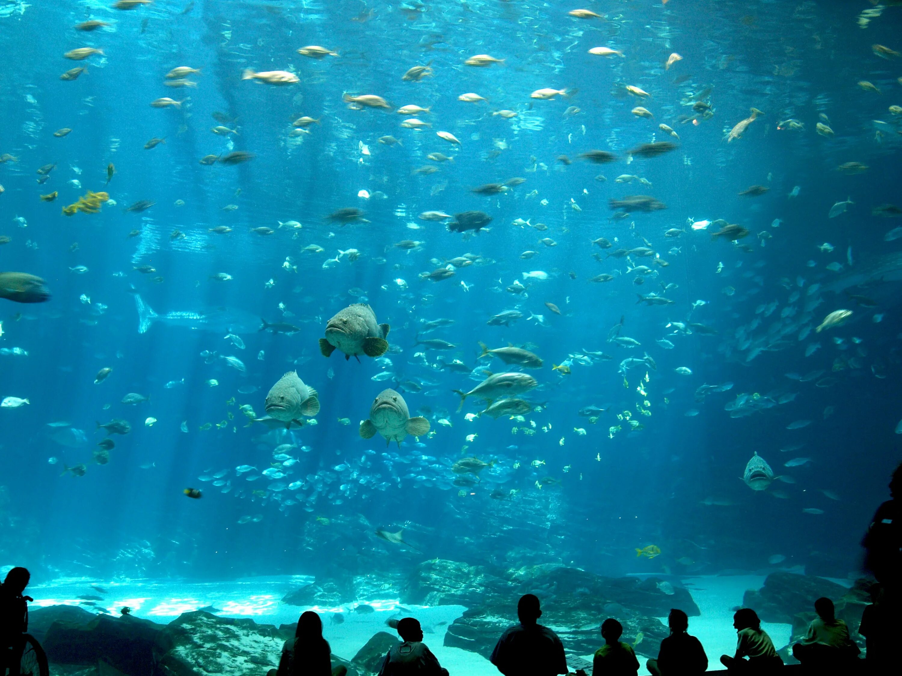 Sea aqua. Аквариум Джорджии Атланта. Морской парк Хаккейдзима. Океанариум Georgia Aquarium. Огромный аквариум.