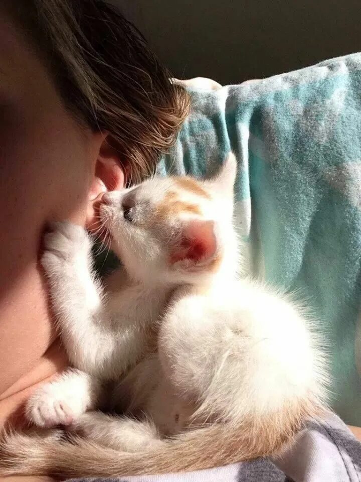 Котята ми ми ми. Мимими фото. Мимими фото. Мимими фото. Кот мимими.