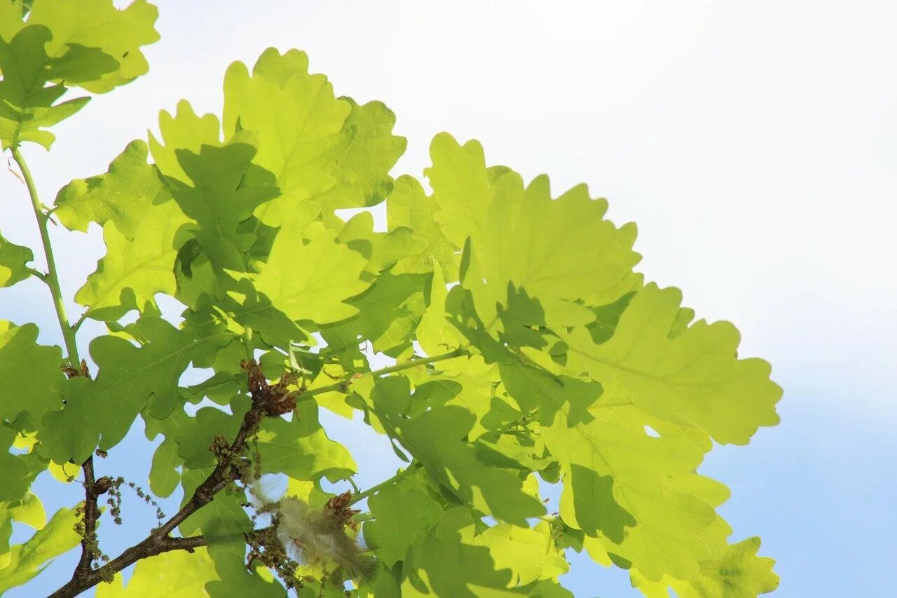 Осенние листья дуба. Дуб черешчатый (quercus robur). Дуб черешчатый шишки. Дуб черешчатый листок. Дуб черешчатый лист.