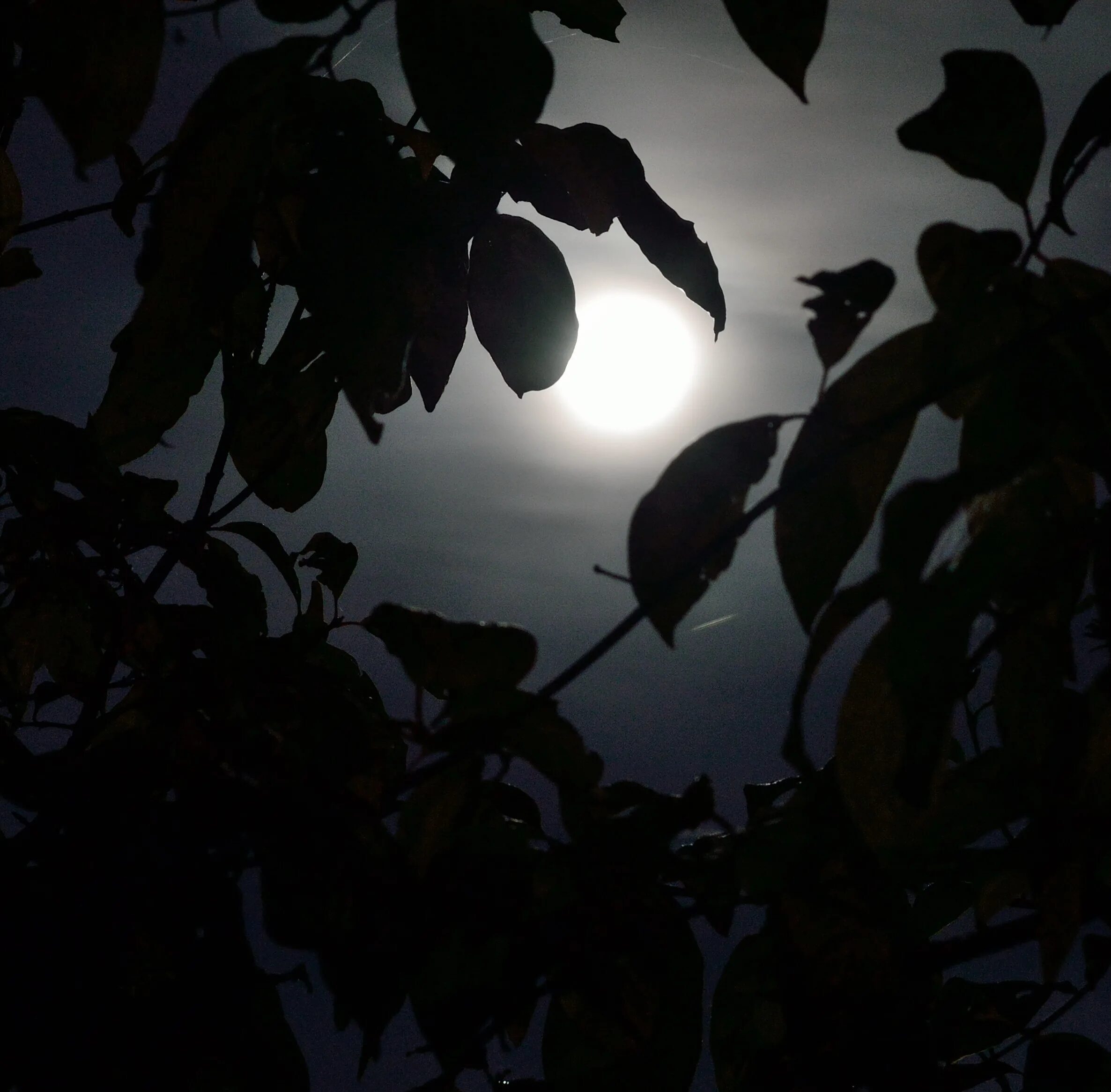 Листва ночью. Ветер ночью. Ночь ветер дерево. Луна сквозь листву.