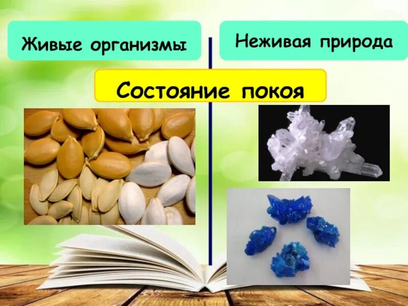 Формы живого биология. Разнообразие живой природы. Разнообразие живой природы презентация. Многообразие неживой природы. Многообразие живой природы 5 класс.