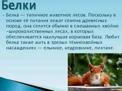 Интересные факты о животных лесных зон