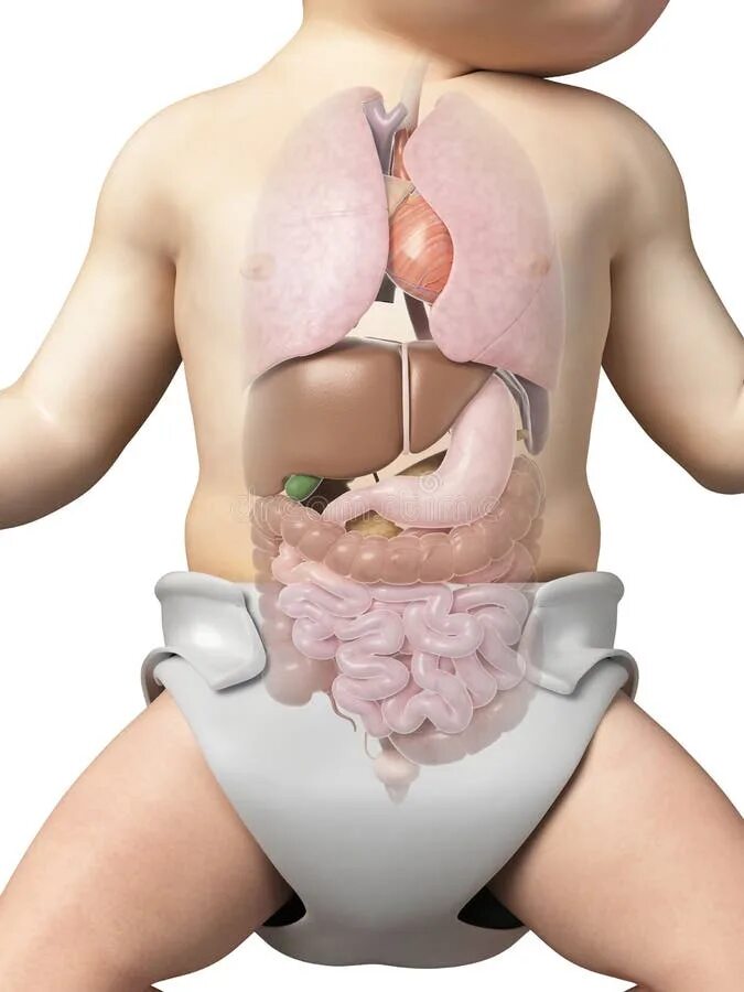 Child's liver, illustration - Stock Image - F016/7795 - Science Photo Library