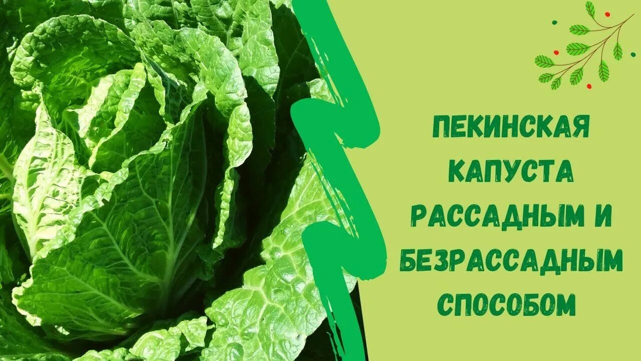 Как растить капусту пекинскую в огороде