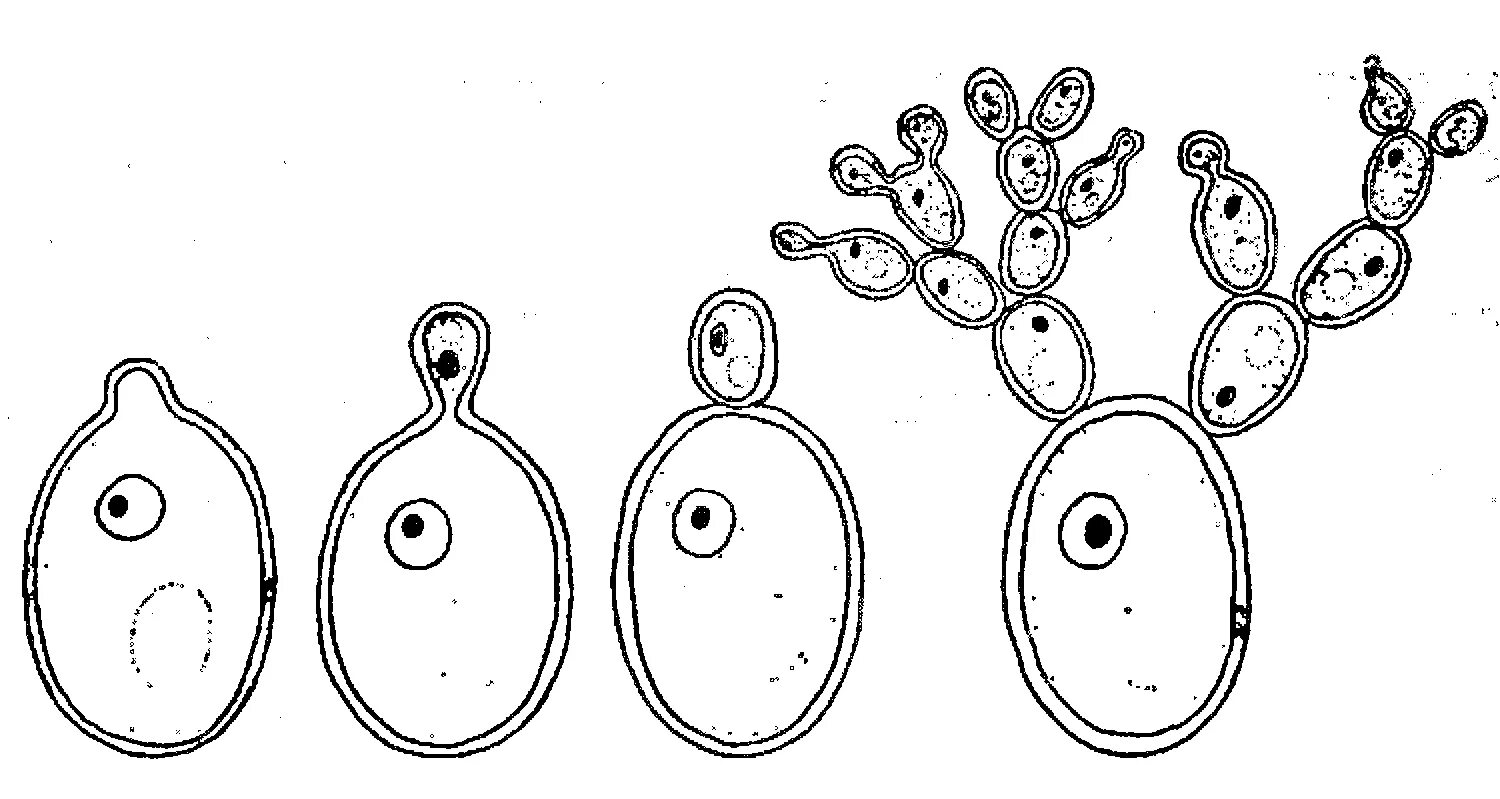 Размножение дрожжей почкованием. Почкование дрожжей бесполое размножение. Дрожжи грибы почкование. Дрожжи строение почкование.