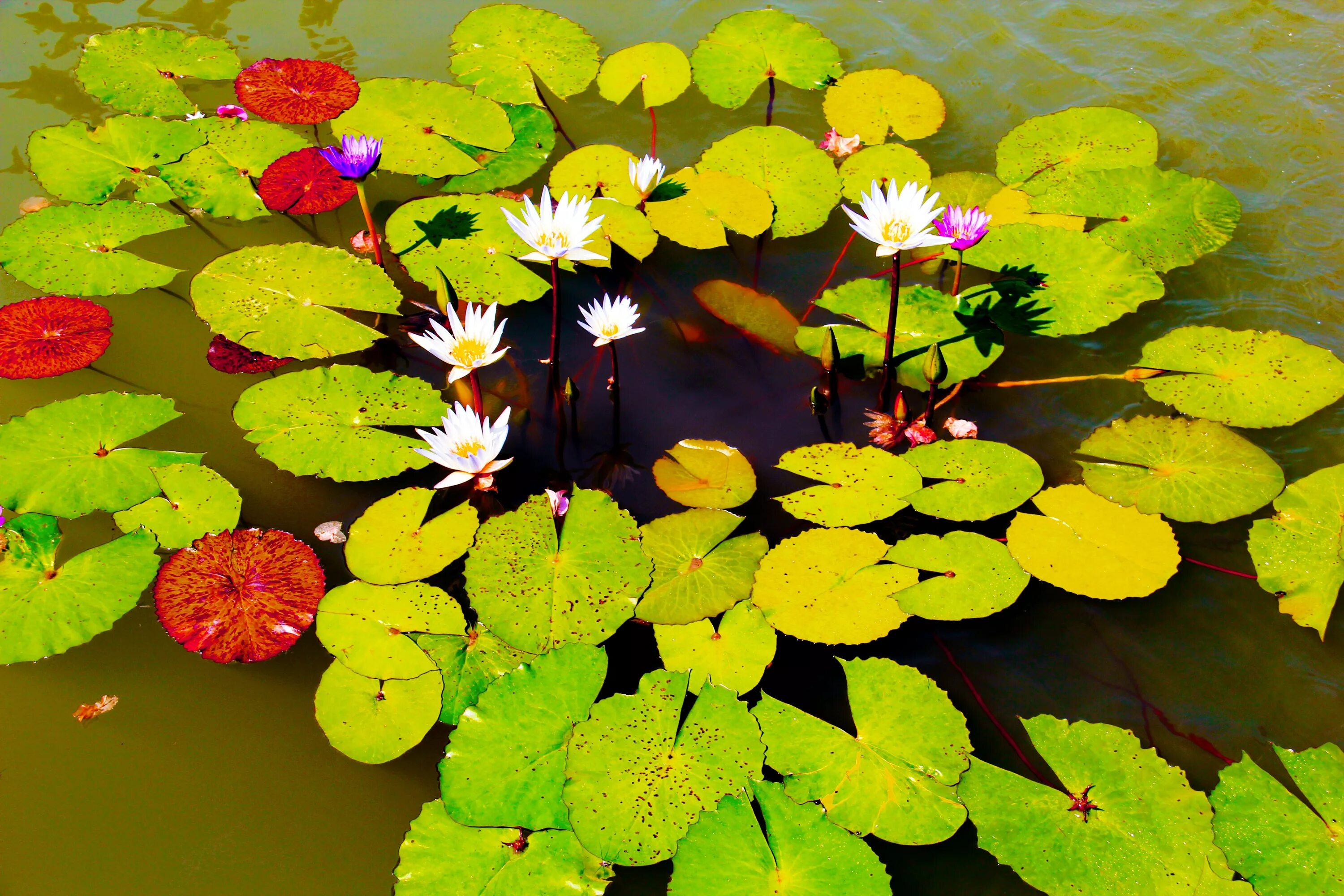 Цветочный пруд 22 глава. Природа растения. Растения озера. Цветы у пруда. Кувшинка в воде и воздухе.